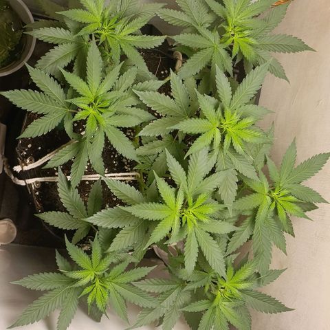 King - Amnesia Lemon growlog timeline photo