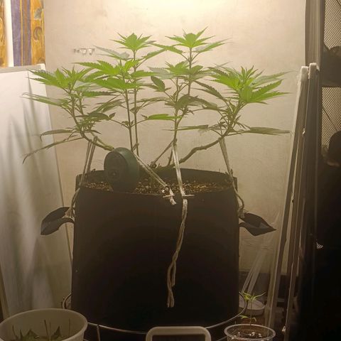 King - Amnesia Lemon growlog timeline photo