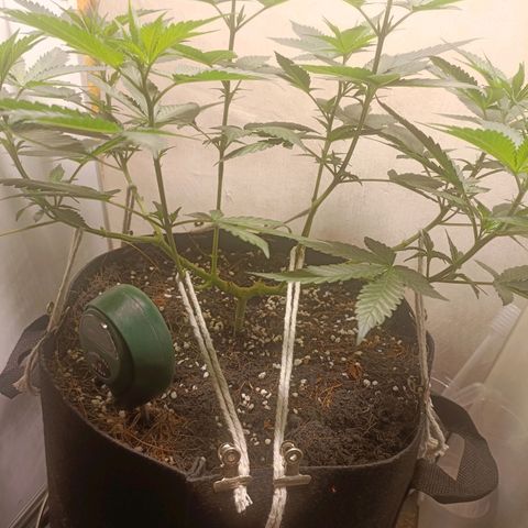 King - Amnesia Lemon growlog timeline photo