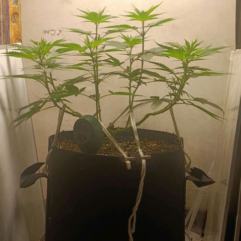 King - Amnesia Lemon growlog timeline photo