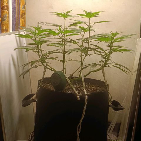 King - Amnesia Lemon growlog timeline photo