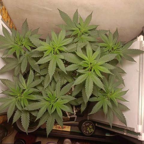 King - Amnesia Lemon growlog timeline photo