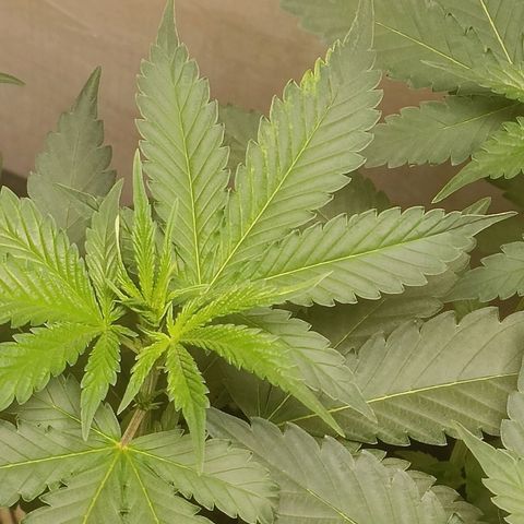 King - Amnesia Lemon growlog timeline photo