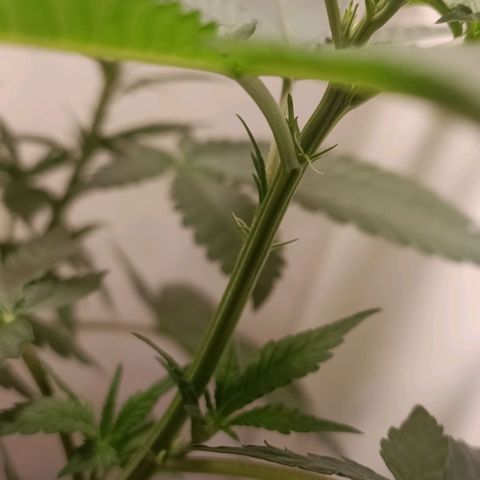 King - Amnesia Lemon growlog timeline photo