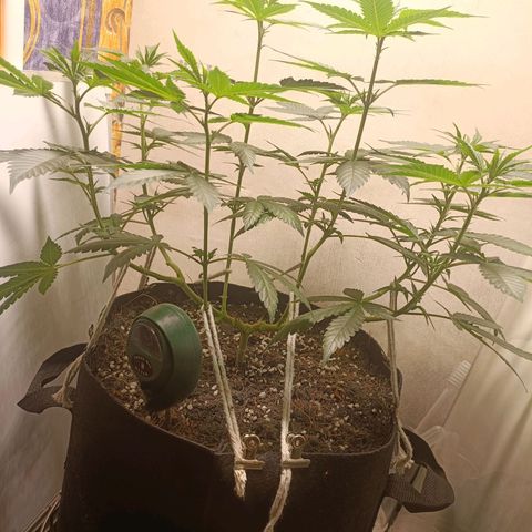 King - Amnesia Lemon growlog timeline photo