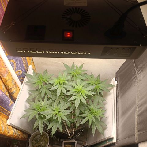 King - Amnesia Lemon growlog timeline photo