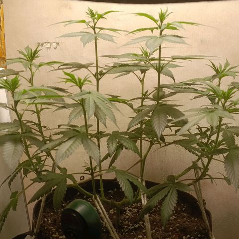 King - Amnesia Lemon growlog timeline photo