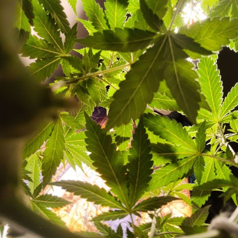 King - Amnesia Lemon growlog timeline photo