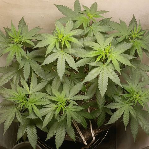 King - Amnesia Lemon growlog timeline photo