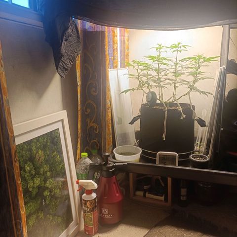 King - Amnesia Lemon growlog timeline photo