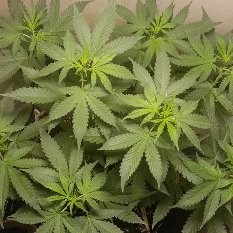 King - Amnesia Lemon growlog timeline photo