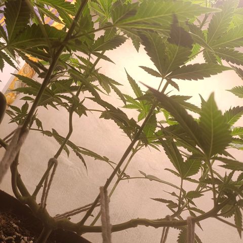 King - Amnesia Lemon growlog timeline photo