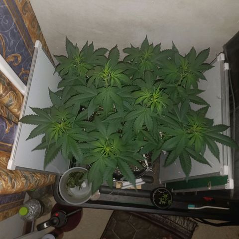 King - Amnesia Lemon growlog timeline photo