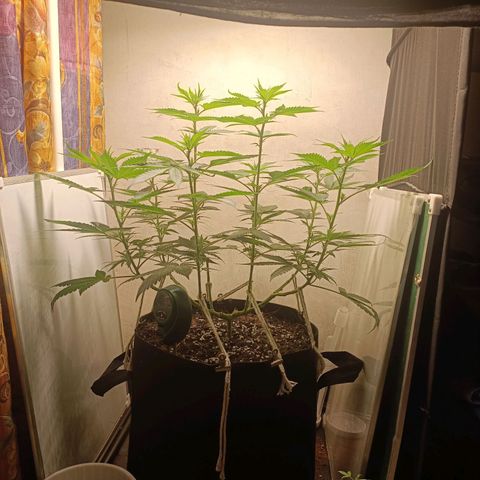 King - Amnesia Lemon growlog timeline photo