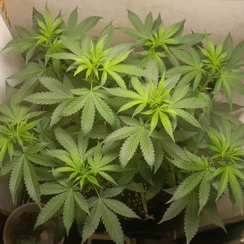King - Amnesia Lemon growlog timeline photo