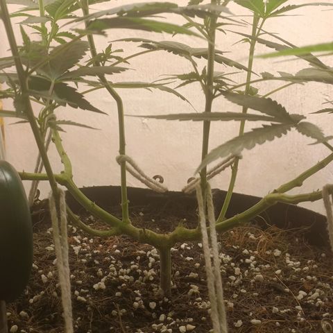 King - Amnesia Lemon growlog timeline photo