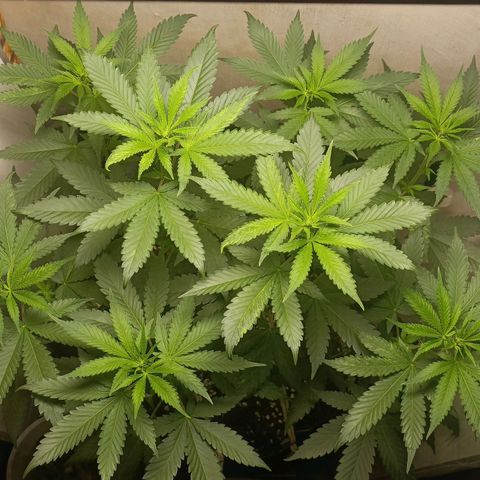 King - Amnesia Lemon growlog timeline photo