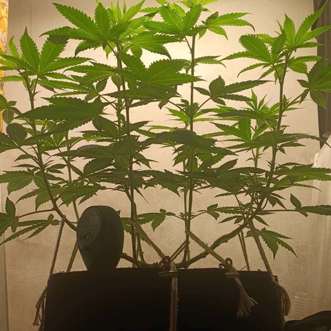 King - Amnesia Lemon growlog timeline photo