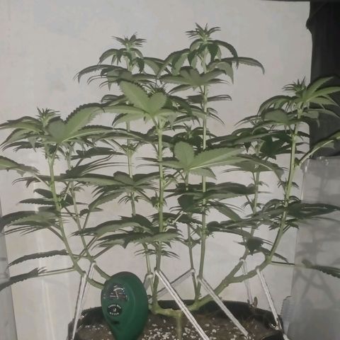 King - Amnesia Lemon growlog timeline photo