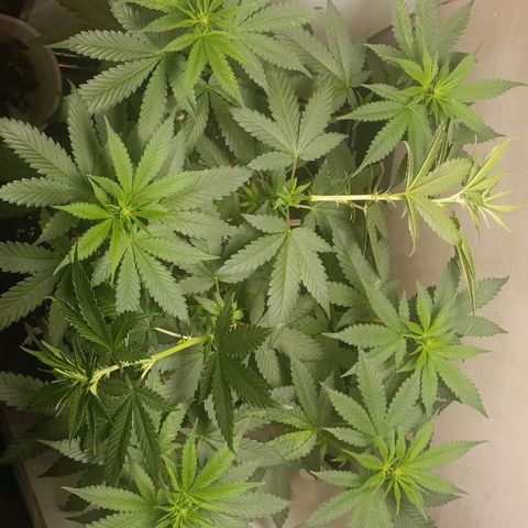 King - Amnesia Lemon growlog timeline photo