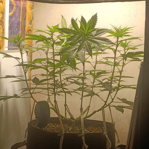 King - Amnesia Lemon growlog timeline photo