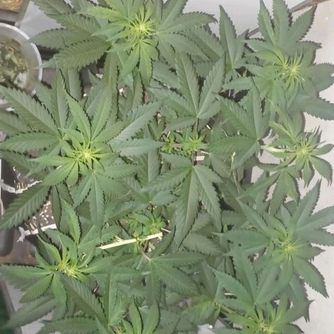 King - Amnesia Lemon growlog timeline photo