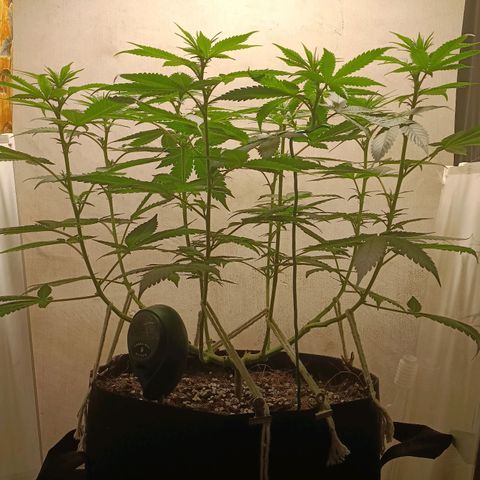 King - Amnesia Lemon growlog timeline photo