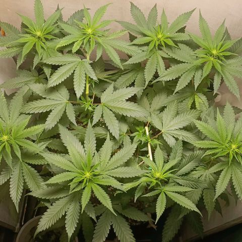 King - Amnesia Lemon growlog timeline photo