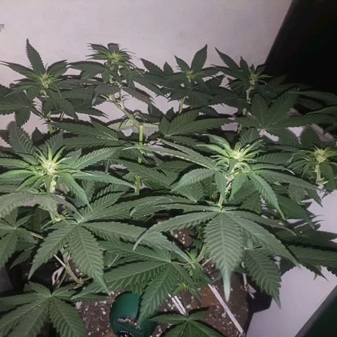 King - Amnesia Lemon growlog timeline photo