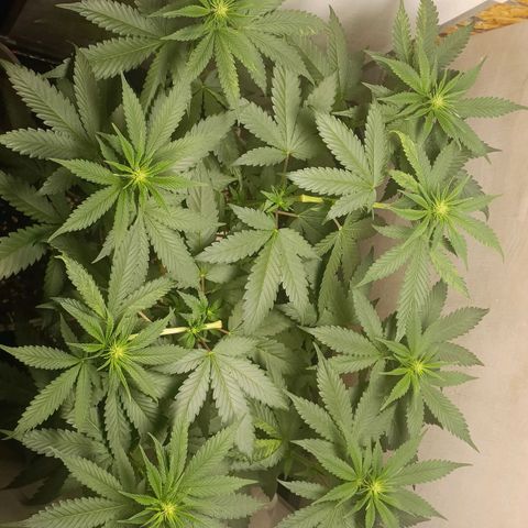 King - Amnesia Lemon growlog timeline photo