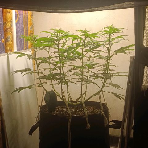 King - Amnesia Lemon growlog timeline photo