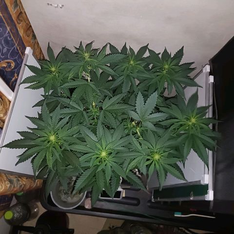 King - Amnesia Lemon growlog timeline photo