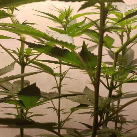 King - Amnesia Lemon growlog timeline photo
