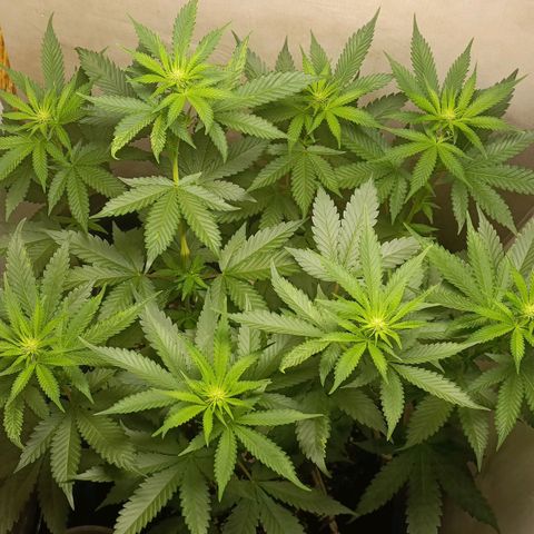 King - Amnesia Lemon growlog timeline photo