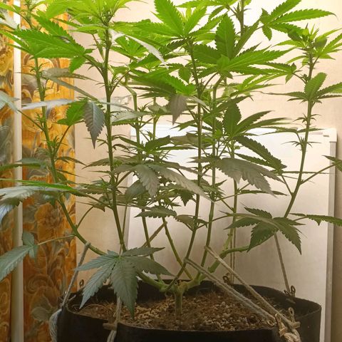 King - Amnesia Lemon growlog timeline photo