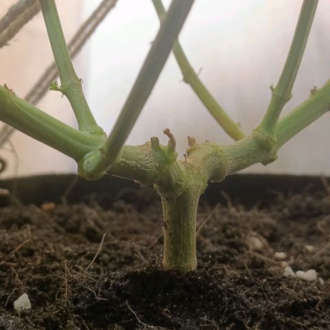 King - Amnesia Lemon growlog timeline photo