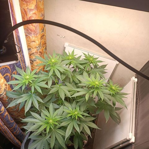 King - Amnesia Lemon growlog timeline photo