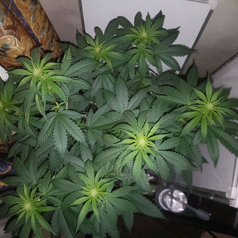 King - Amnesia Lemon growlog timeline photo
