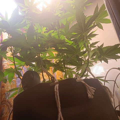 King - Amnesia Lemon growlog timeline photo