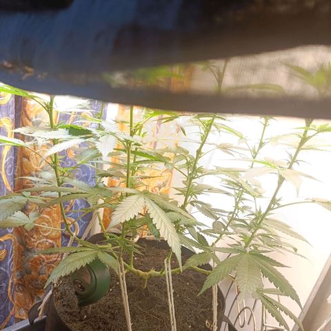 King - Amnesia Lemon growlog timeline photo