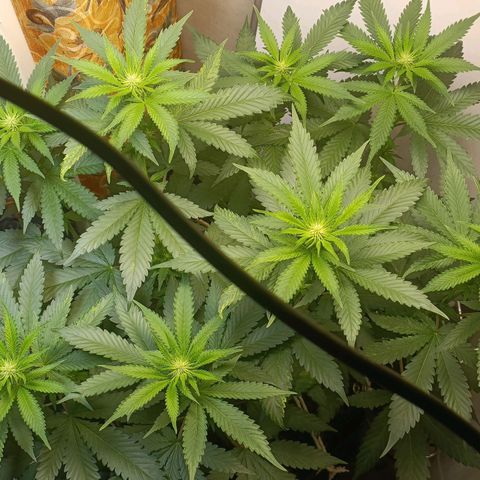 King - Amnesia Lemon growlog timeline photo