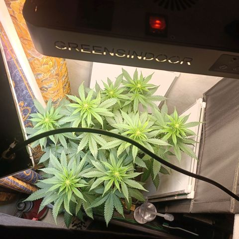 King - Amnesia Lemon growlog timeline photo