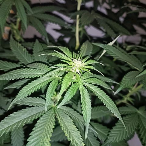 King - Amnesia Lemon growlog timeline photo