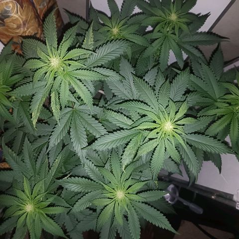 King - Amnesia Lemon growlog timeline photo