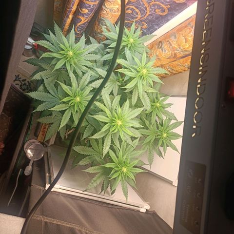 King - Amnesia Lemon growlog timeline photo