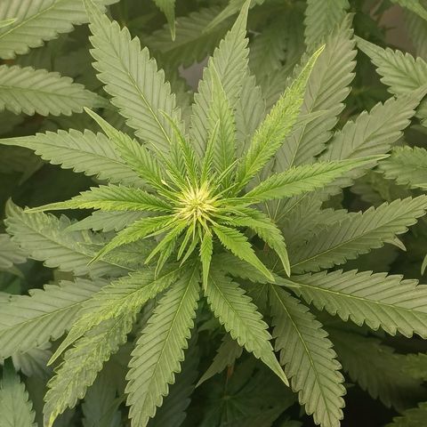 King - Amnesia Lemon growlog timeline photo