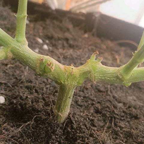 King - Amnesia Lemon growlog timeline photo