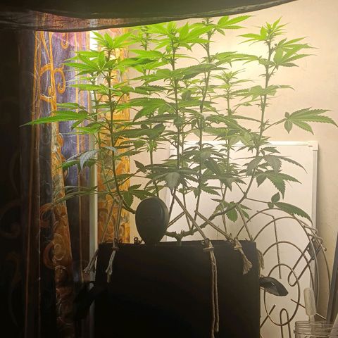 King - Amnesia Lemon growlog timeline photo