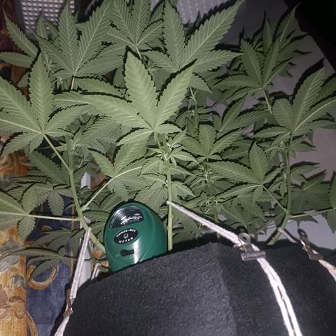 King - Amnesia Lemon growlog timeline photo