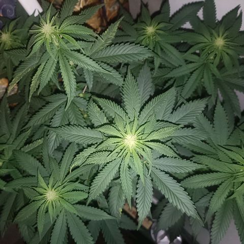King - Amnesia Lemon growlog timeline photo